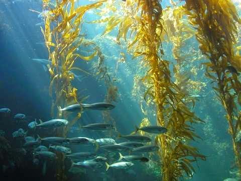 Fucoidan giá bao nhiêu và mua ở đâu