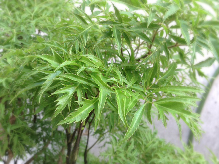 Lá cây chữa rối loạn tiền đình là những loại nào