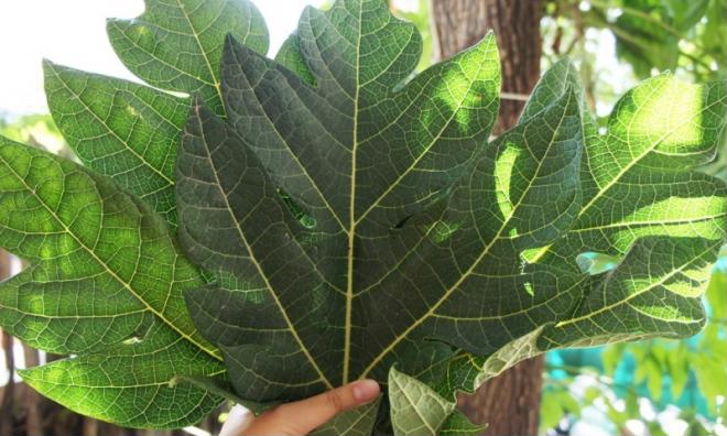 Lá đu đủ chữa ung thư cổ tử cung như thế nào