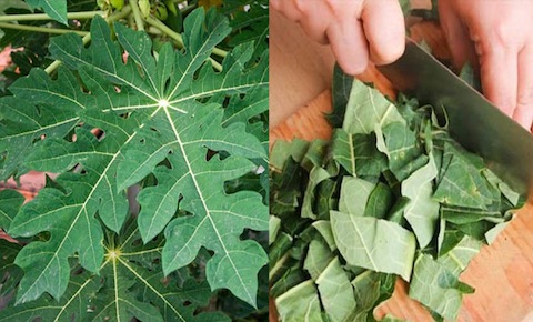 Lá đu đủ chữa ung thư cổ tử cung như thế nào