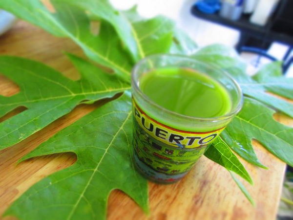 Lá đu đủ chữa ung thư gan hiệu quả