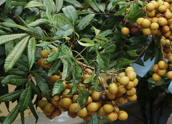 Lá nhãn có tác dụng gì với sức khỏe
