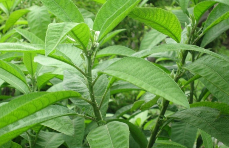 Lá từ bi uống với bia trị bệnh gì