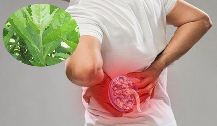 Lá từ bi uống với bia trị bệnh gì