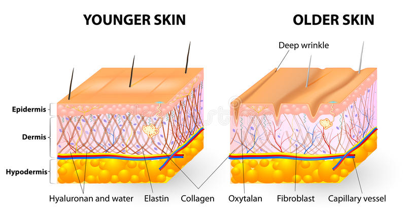 Nên uống collagen loại nào tốt an toàn nhất