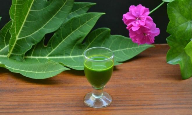 Nên uống lá đu đủ tươi hay phơi khô thì tốt hơn