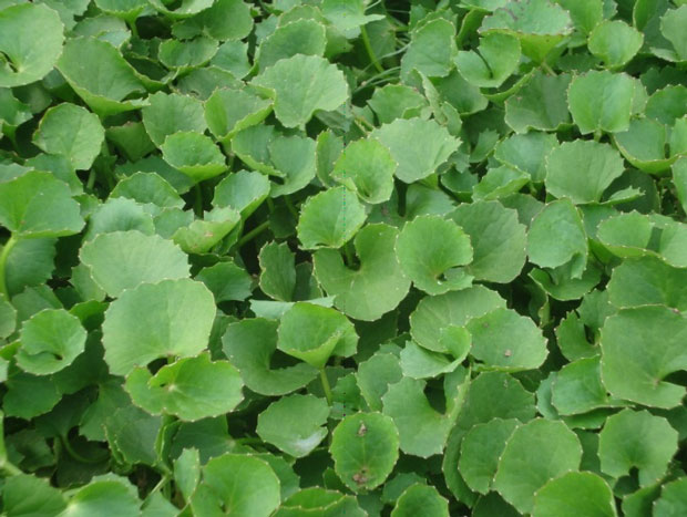 Nhiễm khuẩn đường tiết niệu ở nam giới