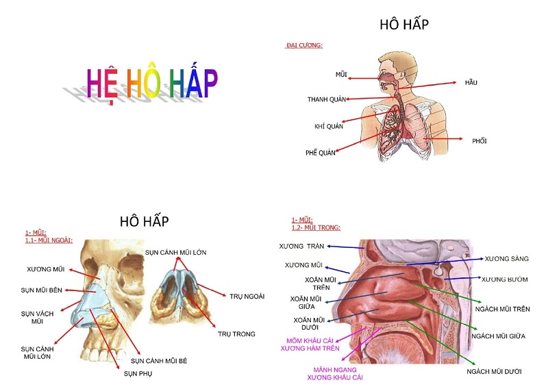 Nhiễm trùng đường hô hấp có lây không và cách phòng bệnh hiệu quả
