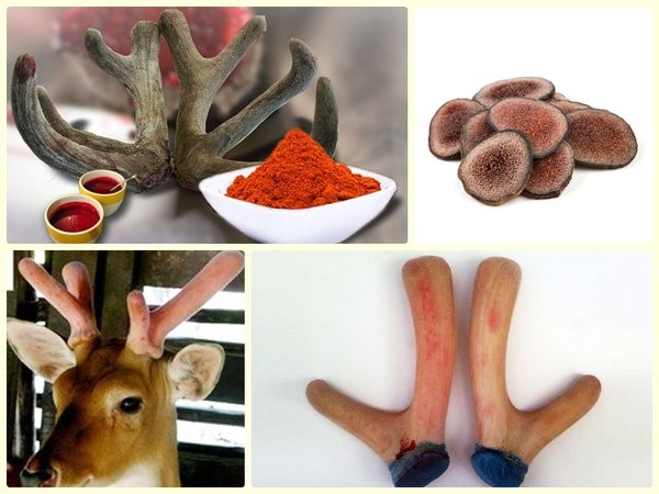 Nhung hươu có tác dụng gì với sức khỏe con người