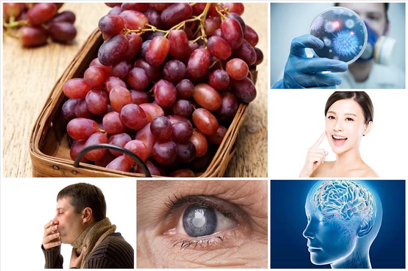 Resveratrol có tác dụng gì với sức khỏe con người