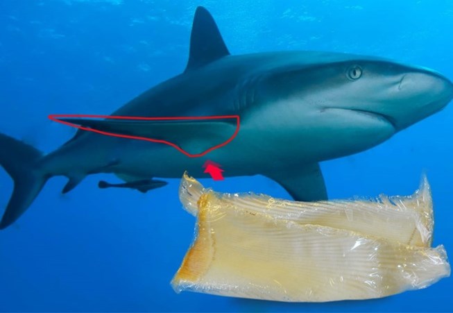 Shark cartilage 750mg 300 viên của Mỹ