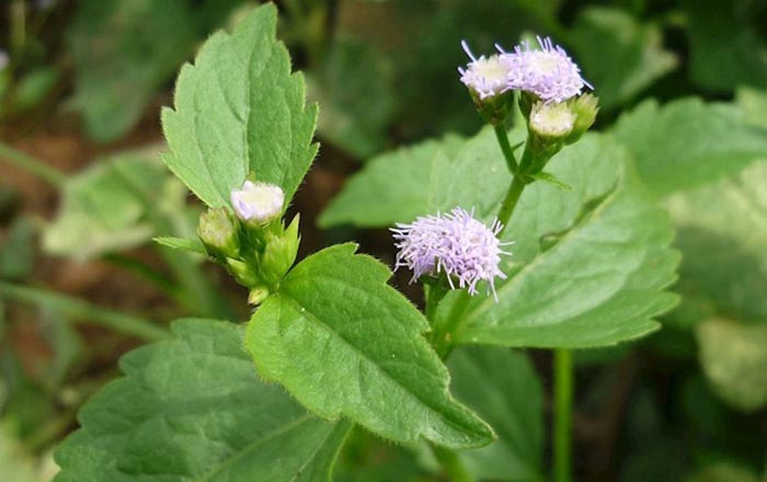 Tác dụng của cây cỏ hôi với sức khỏe như thế nào