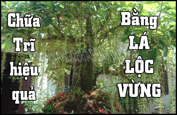 Tác dụng của cây lộc vừng như thế nào