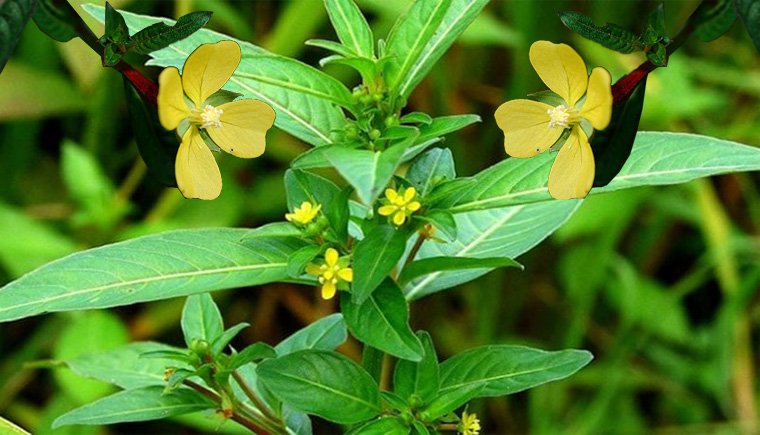 Tác dụng của cây rau mương với sức khỏe con người như thế nào