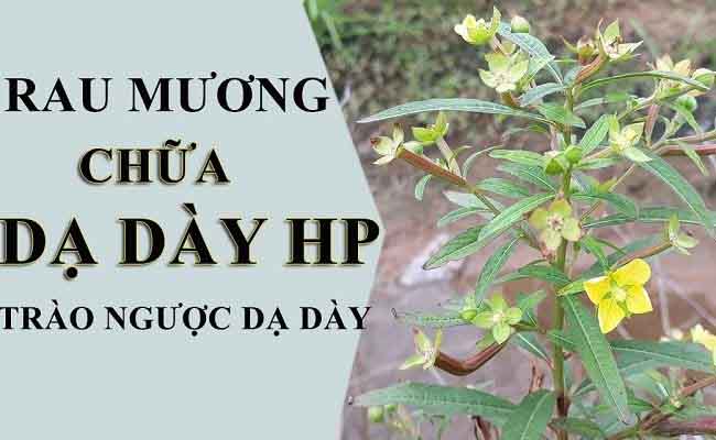 Tác dụng của cây rau mương với sức khỏe con người như thế nào