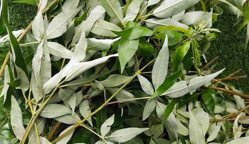 Tác dụng của lá cây ngũ trảo