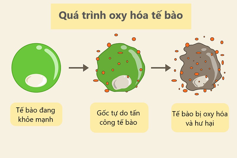 Tác dụng của lá cây ngũ trảo
