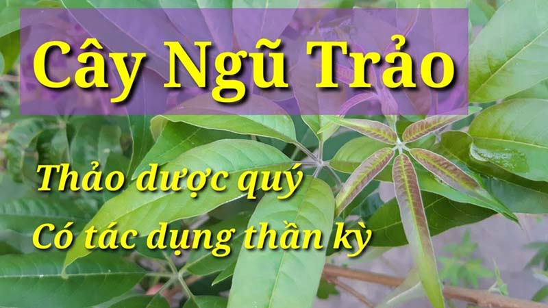 Tác dụng của lá cây ngũ trảo với sức khỏe