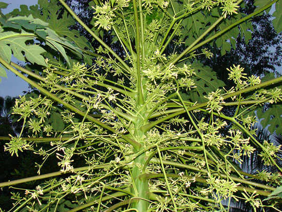 Tác dụng của lá đu đủ đực thực chất là gì