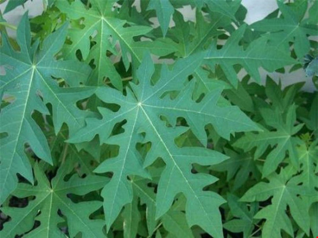 Tác dụng của lá đu đủ tươi với sức khỏe con người như thế nào