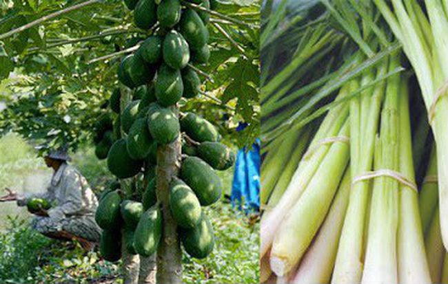 Tác dụng của lá đu đủ và sả như thế nào