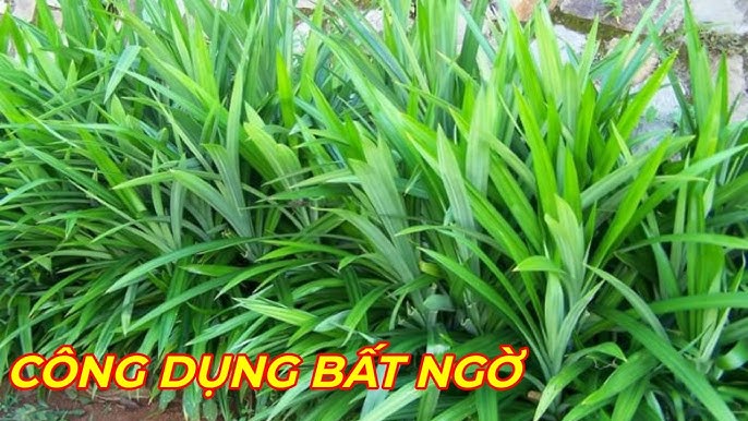 Tác dụng của lá nếp thơm với sức khỏe con người như thế nào