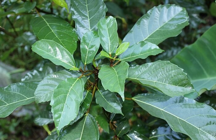 Tác dụng của lá sung với bệnh tiểu đường