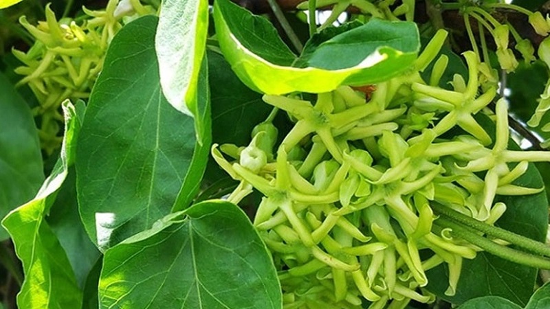 Tác dụng của lá thiên lý với sức khỏe con người như thế nào