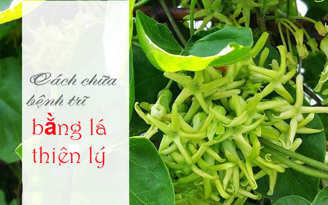 Tác dụng của lá thiên lý với sức khỏe con người như thế nào