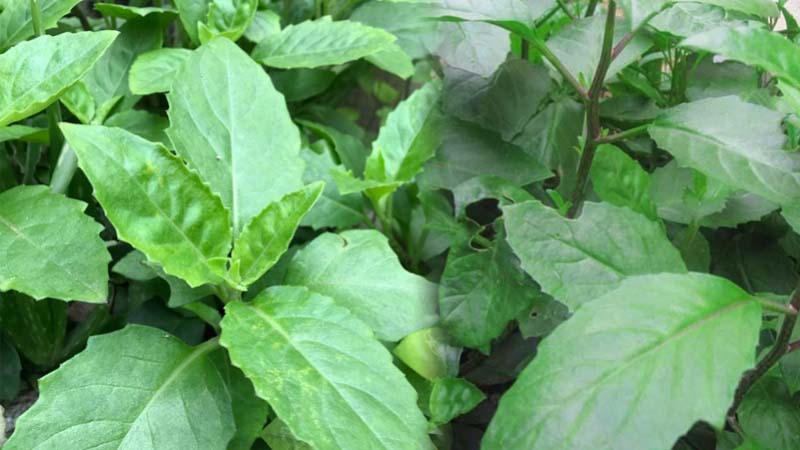 Tác dụng của rau bầu đất với sức khỏe con người như thế nào