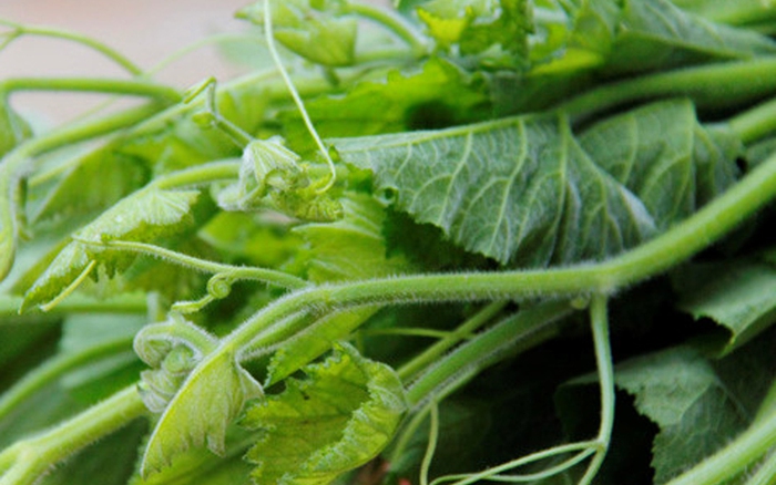 Tác dụng của rau bí với sức khỏe con người như thế nào