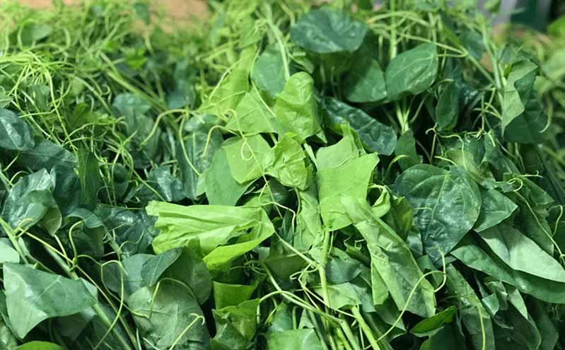 Tác dụng của rau bò khai với sức khỏe con người như thế nào