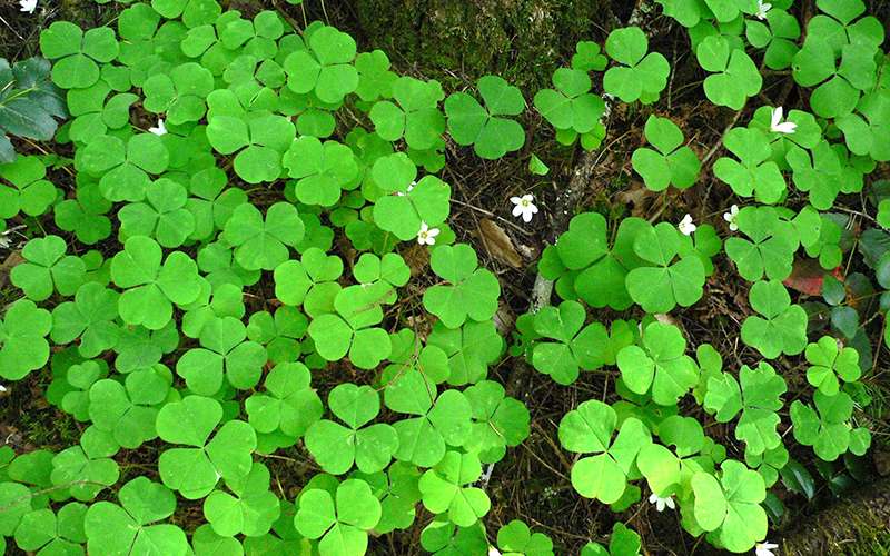 Tác dụng của rau bợ với sức khỏe con người như thế nào