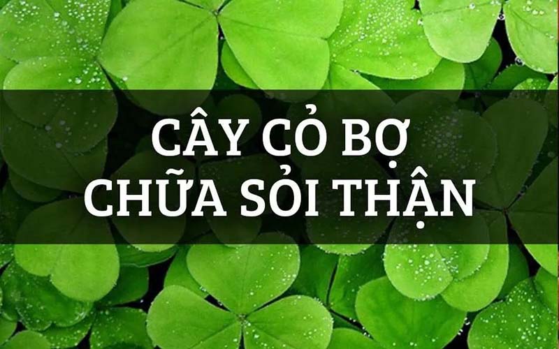 Tác dụng của rau bợ với sức khỏe con người như thế nào