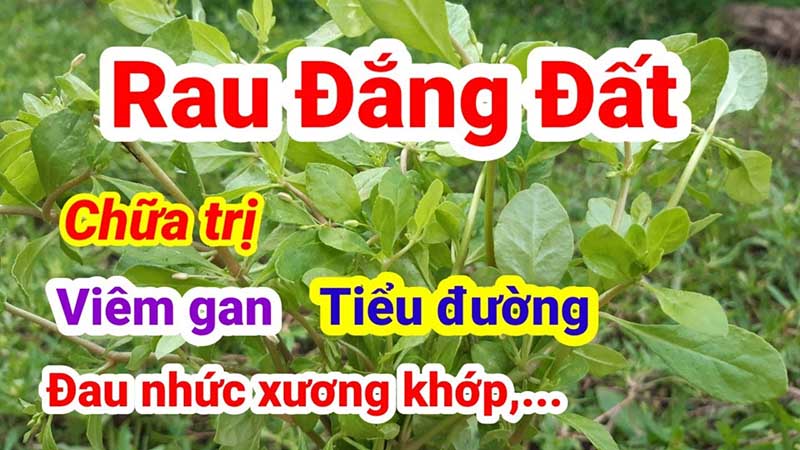 Tác dụng của rau đắng biển với sức khỏe con người như thế nào