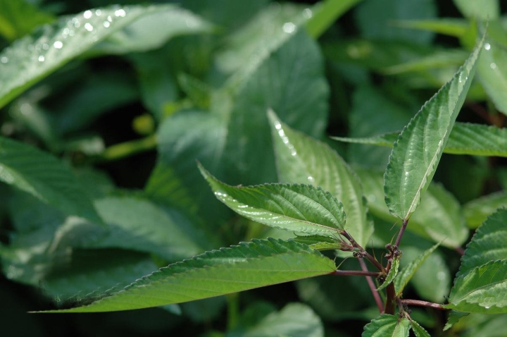 Tác dụng của rau đay với sức khỏe con người như thế nào