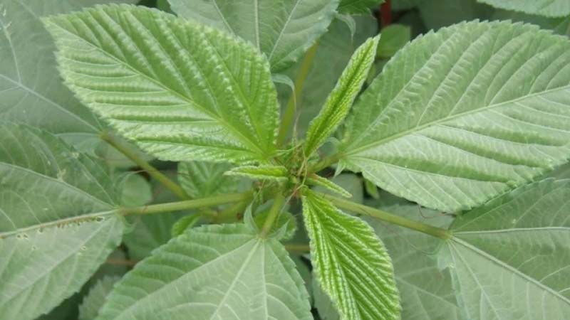 Tác dụng của rau đay với sức khỏe con người như thế nào