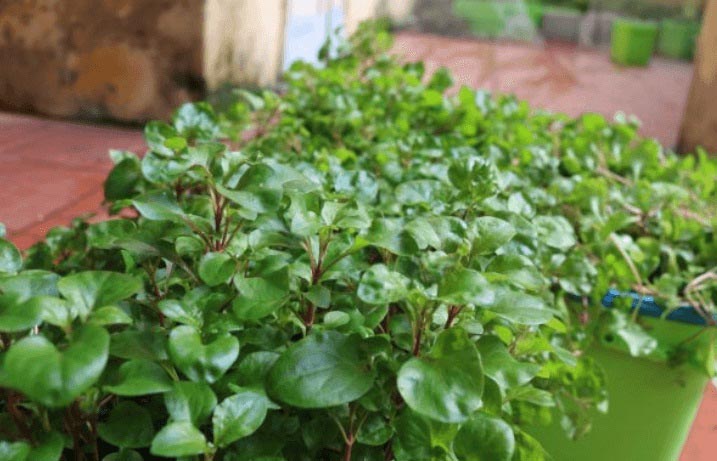 Tác dụng của rau dền nhật với sức khỏe con người như thế nào