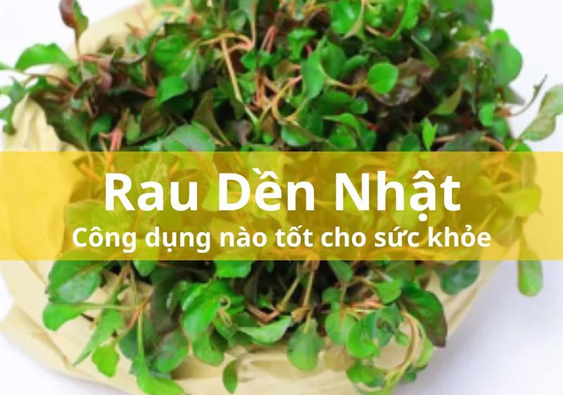 Tác dụng của rau dền nhật với sức khỏe con người như thế nào