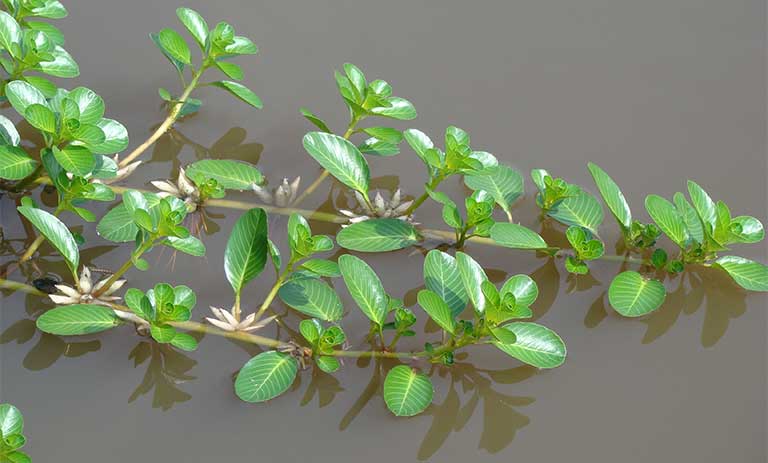 Tác dụng của rau dừa nước với sức khỏe con người như thế nào