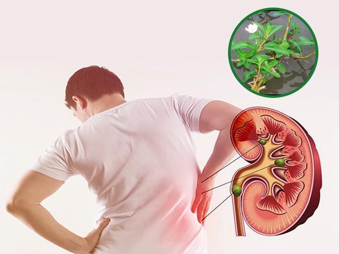 Tác dụng của rau dừa nước với sức khỏe con người như thế nào