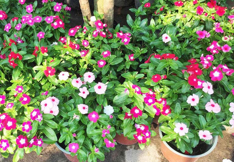 Tác dụng của rau dừa nước với sức khỏe con người như thế nào