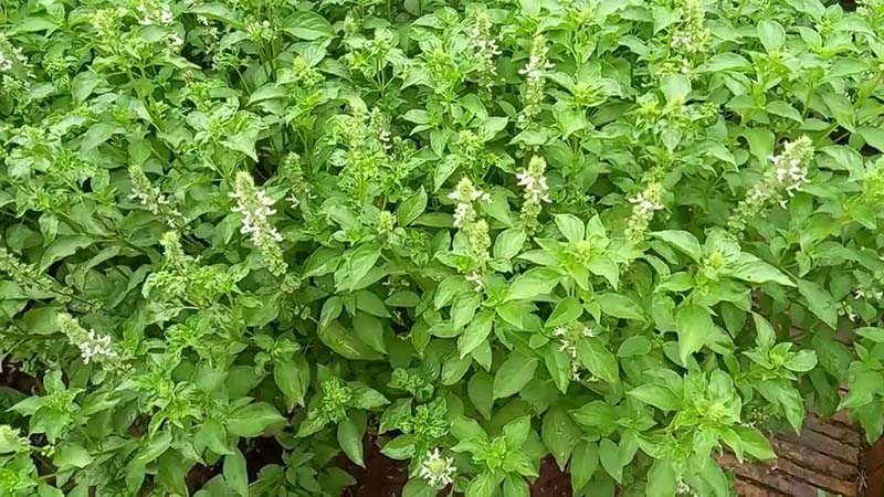 Tác dụng của rau é trắng với sức khỏe con người như thế nào