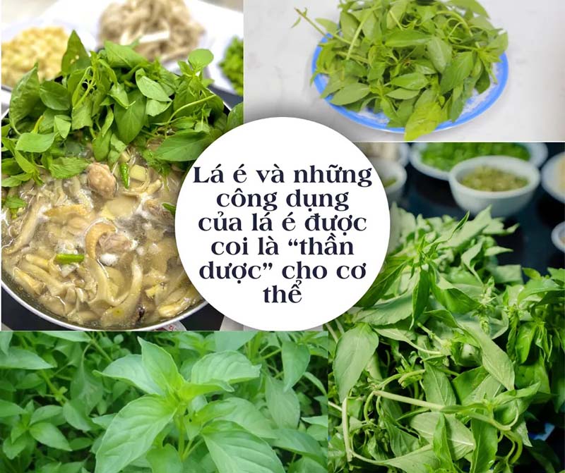 Tác dụng của rau é trắng với sức khỏe con người như thế nào