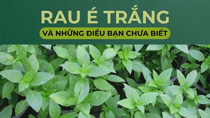 Tác dụng của rau é trắng với sức khỏe con người như thế nào
