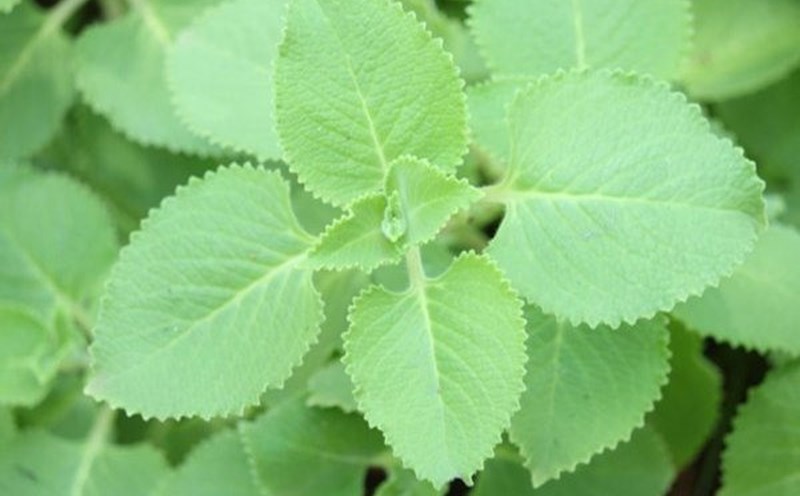 Tác dụng của rau húng chanh với sức khỏe con người như thế nào