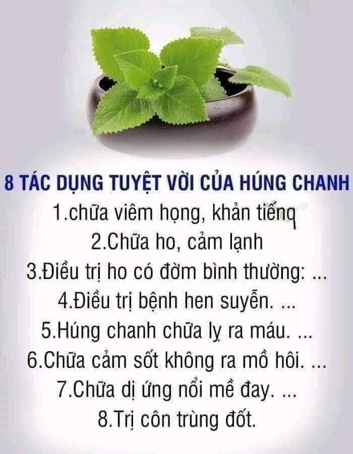Tác dụng của rau húng chanh với sức khỏe con người như thế nào