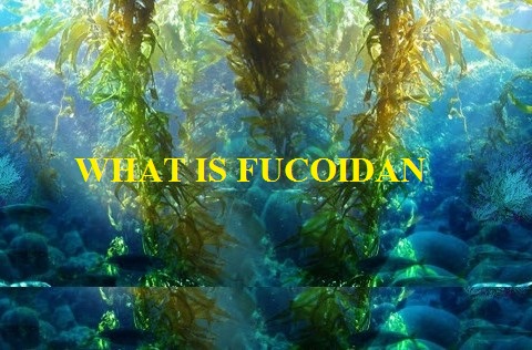 Tác dụng của thuốc fucoidan như thế nào
