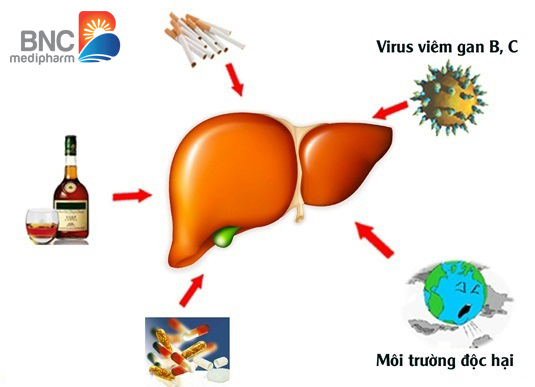 Những yếu tố gây hại cho gan