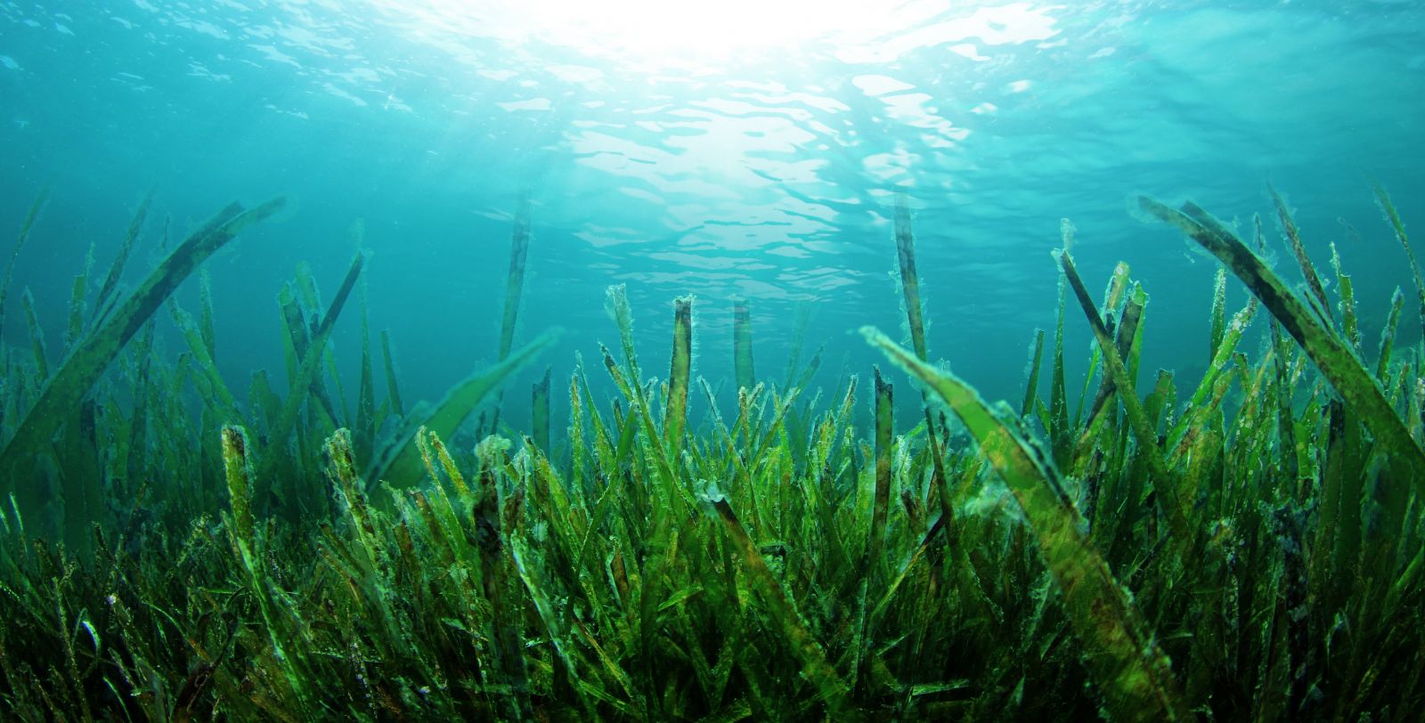 Tảo biển Nhật Bản LINASPINA 1200 viên